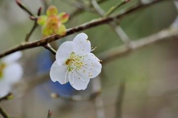 Plum blossom tree in the garden,spring bloom.