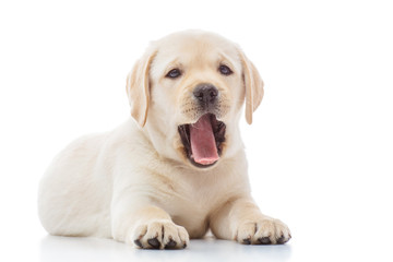 Labrador puppy isolated on white
