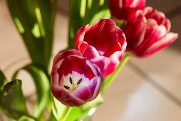 Tulpe