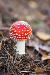 Fly agaric at the forest