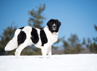 landseer in the snow winter white playing pure breed