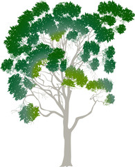 large green eucalyptus isolated on white © Alexander Potapov