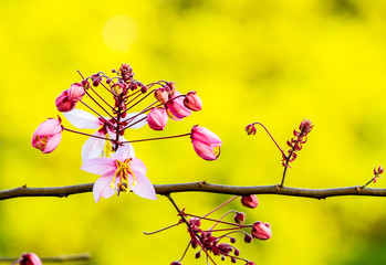 wild himalayan cherry flower in Thailand