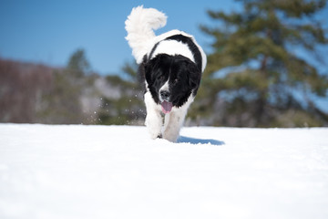 landseer in the snow winter white playing pure breed