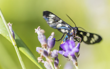 butterfly on the flower collecting pollen 