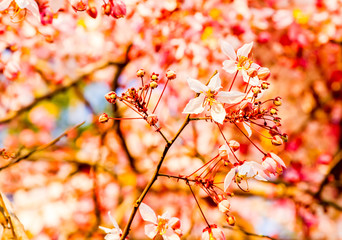 wild himalayan cherry flower in Thailand