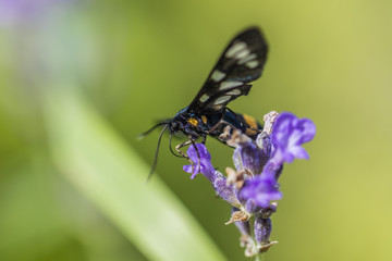 butterfly on the flower collecting pollen 