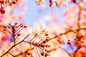 wild himalayan cherry flower in Thailand