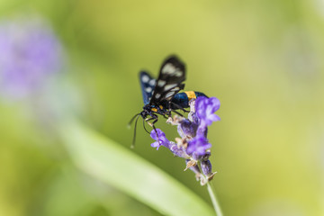butterfly on the flower collecting pollen 