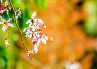 wild himalayan cherry flower in Thailand