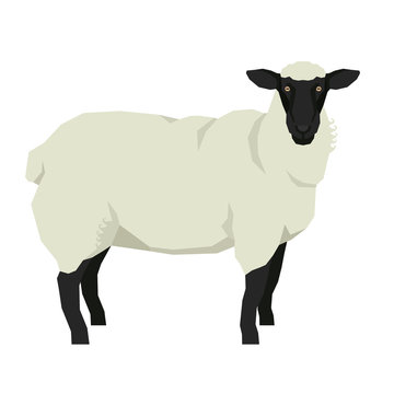 Sheep Isolated vector illustration Farm animals Geometric style Black and white