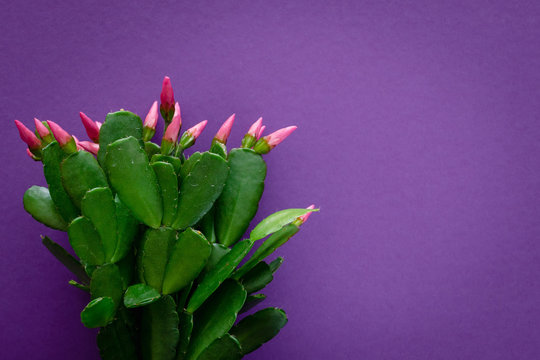 rhipsalidopsis rosea on violet background