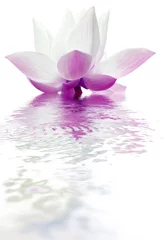 Crédence en verre imprimé fleur de lotus lotus