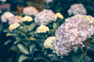 Pink hydrangea flowers bush in autumn