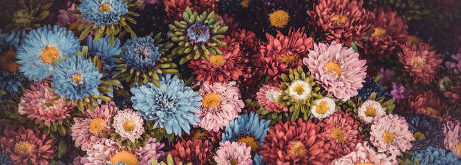 Bright multicolor asters background