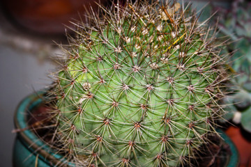 Closeup of a cactus plant