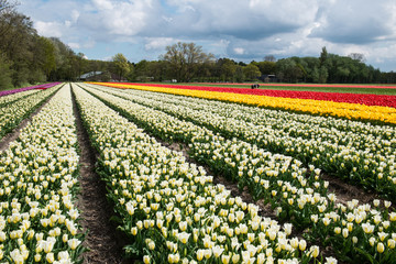 Tulip culture, Netherlands