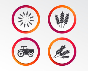 Agricultural icons. Wheat corn or Gluten free signs symbols. Tractor machinery. Infographic design buttons. Circle templates. Vector