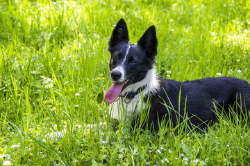 close-up of border collie