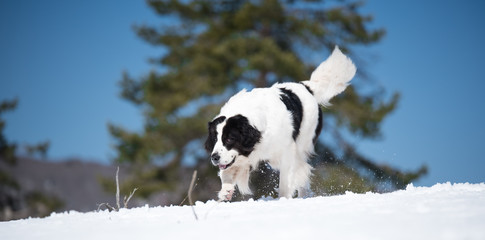 landseer in the snow winter white playing pure breed