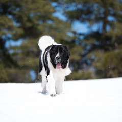 landseer in the snow winter white playing pure breed
