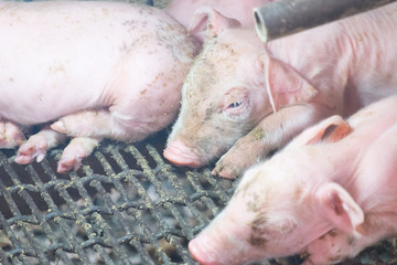 dirty young sleeping pig, Piglet after sucking in shed. Sleep well after eating.