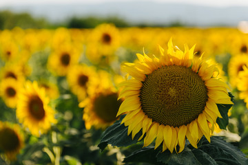 Fototapeta premium Field of sunflowers