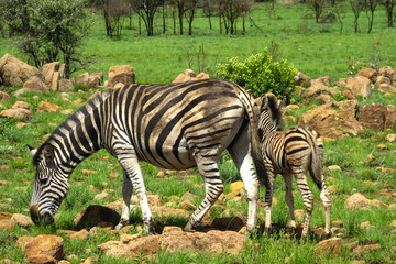 Zebra Mutter mit jungtier