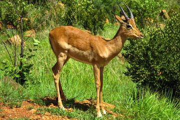 Impala in Südafrika