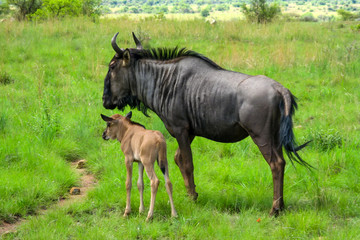 Gnu Mutter und Kind in Graslandschaft in S&uuml;dafrika