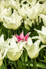 Tulips spring white and pink flowers in garden background