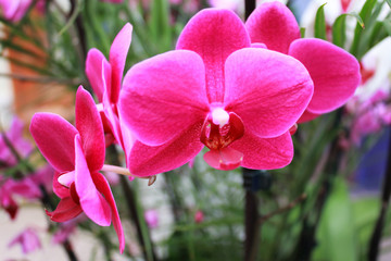 Orchid pink flowers, garden phalaenopsis