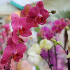 Orchid pink flowers, pink phalaenopsis in the garden