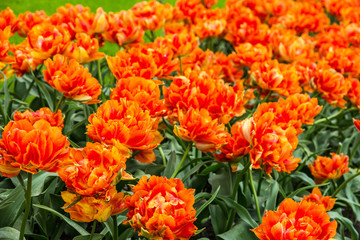 Tulip orange flowers in the park, Keukenhof garden, Netherlands, Holland