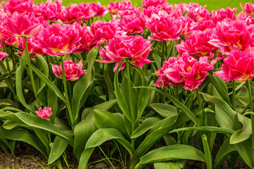 Tulip pink garden flowers in the park