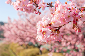 伊豆の河津桜