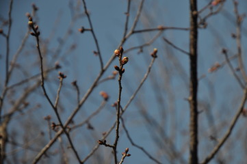 蕾　枝　木　冬