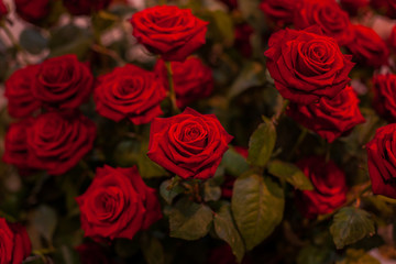 Many buds of beautiful red roses.