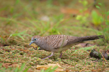 Sperbertaube (Geopelia striata) sitzt auf dem Boden auf Praslin, Seychellen.