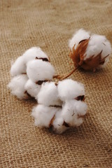 コットンフラワー