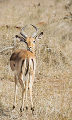Impala