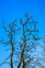 silhouettes of trees against  blue sky, sunny day, vertical format
