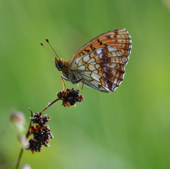 Wachtelweizen Scheckenfalter