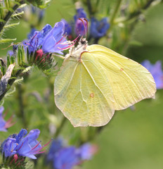 Zitronenfalter auf Blume