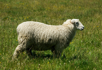 Fototapeta premium Single Sheep on Farewell Spit, Golden Bay, New Zealand