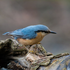 Wildlife photo - eurasian nuthatch sitta europea stands on old wood in forest, Danubian wetland, Slovakia, Europe