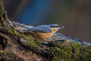 Wildlife photo - eurasian nuthatch sitta europea stands on old wood in forest, Danubian wetland, Slovakia, Europe