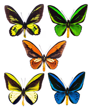 Set of five tropical Ornithoptera birdwing butterflies isolated