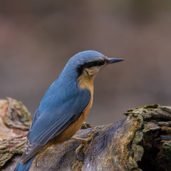 Wildlife photo - eurasian nuthatch sitta europea stands on old wood in forest, Danubian wetland, Slovakia, Europe