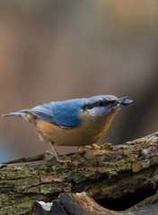 Wildlife photo - eurasian nuthatch sitta europea stands on old wood in forest, Danubian wetland, Slovakia, Europe